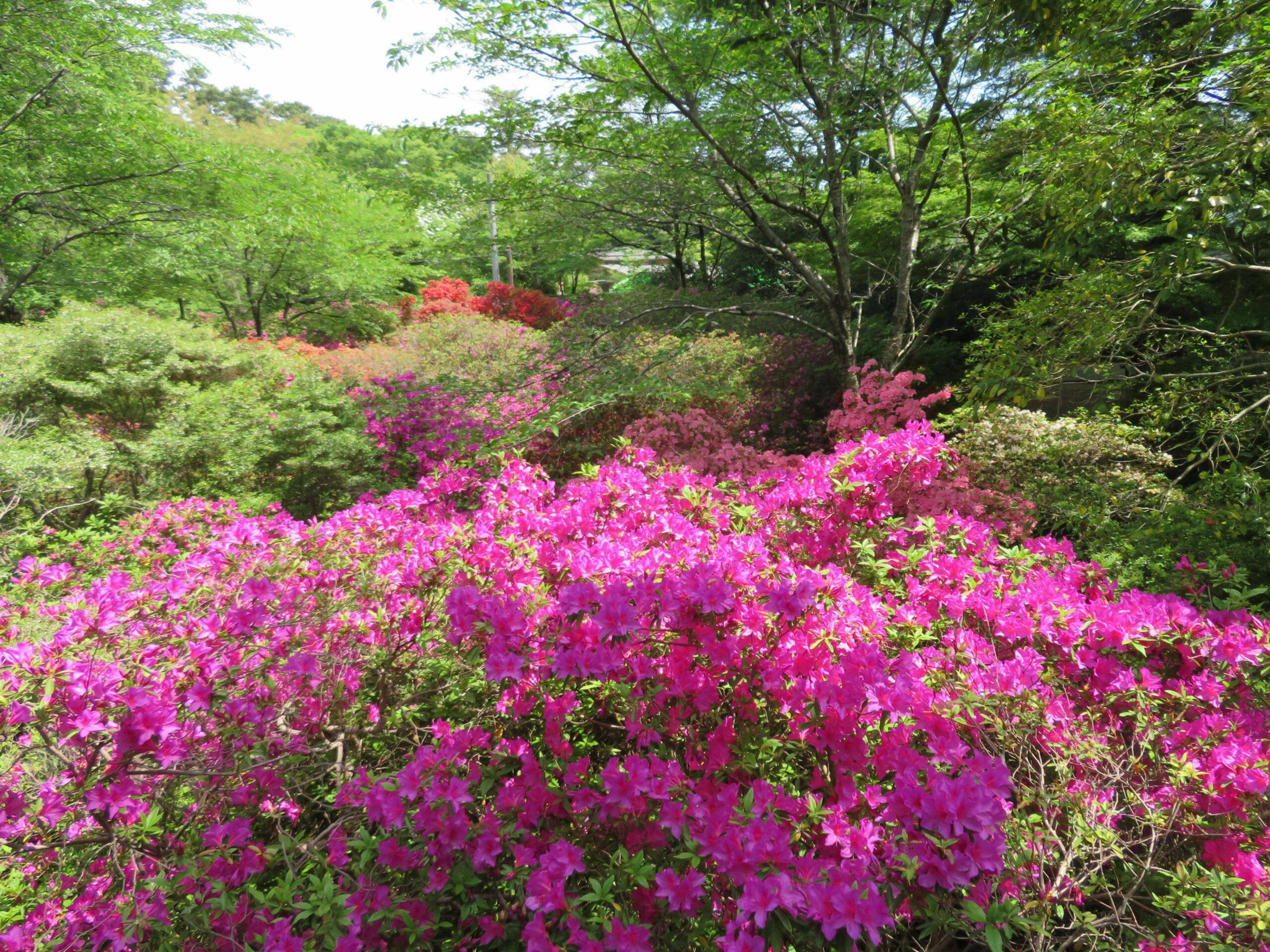 清水公園つつじまつりを彩る品種は？園内には春から初夏の花が勢揃い！