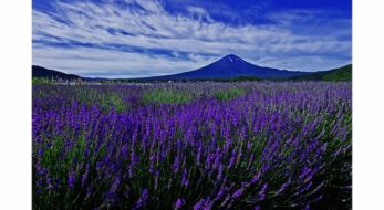 【富士河口湖ハーブランタンまつり】7月10日に開催！富士を背に咲くラベンダーと夜空に浮かぶランタンを楽しむ