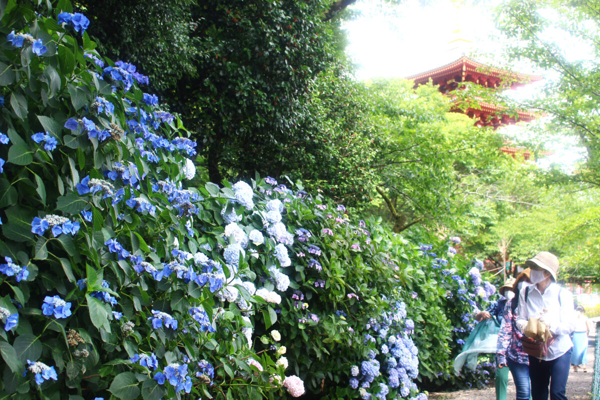 高幡不動尊あじさいまつり2021！200種・7500株のあじさいが古刹を青の世界に包む