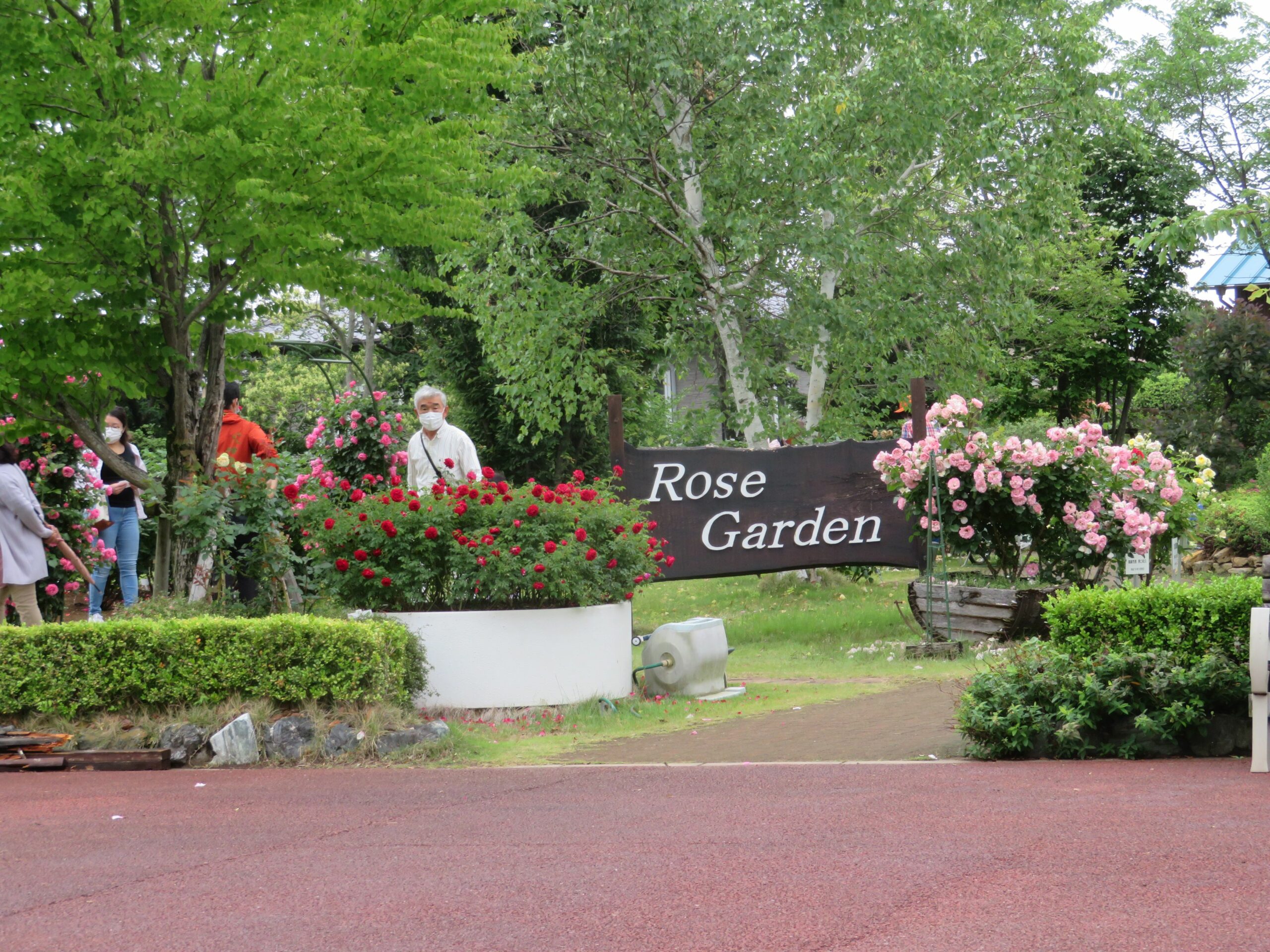 花久の里バラまつりでローズガーデンを彩る約200種類のバラ