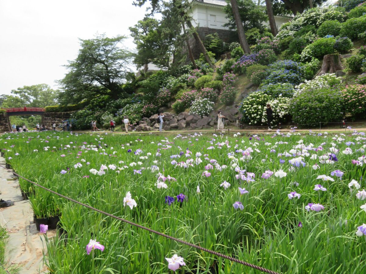 小田原城あじさい花菖蒲まつりが開催中！2021年の見頃時期は？
