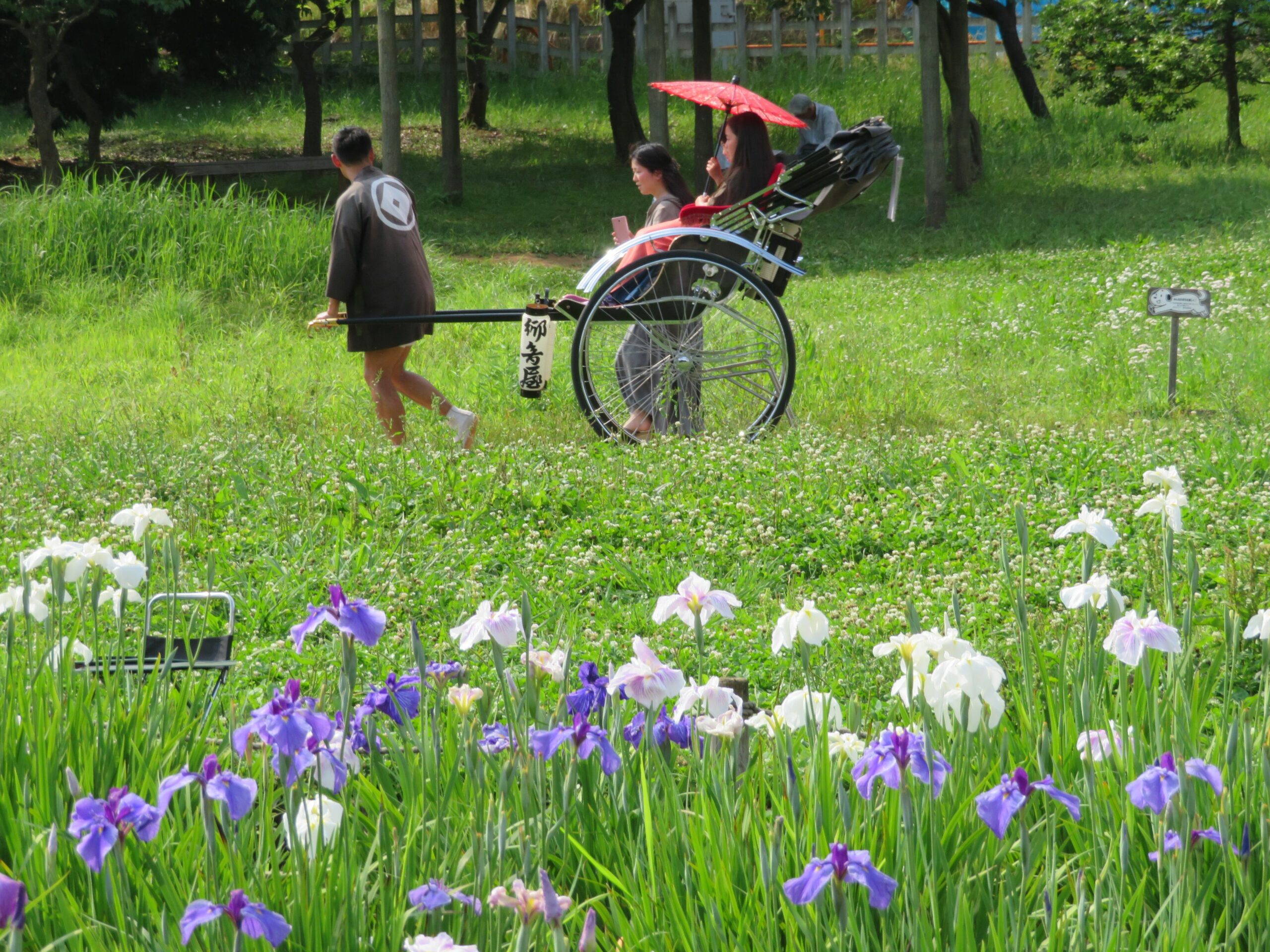 東村山菖蒲まつりが開催される北山公園の約10万本の花菖蒲は今が見頃！