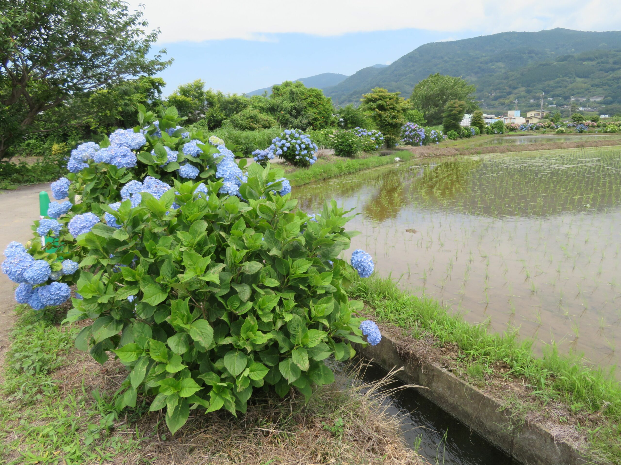 開成町のあじさいの里、あじさいまつり会場で約5000株が見頃！