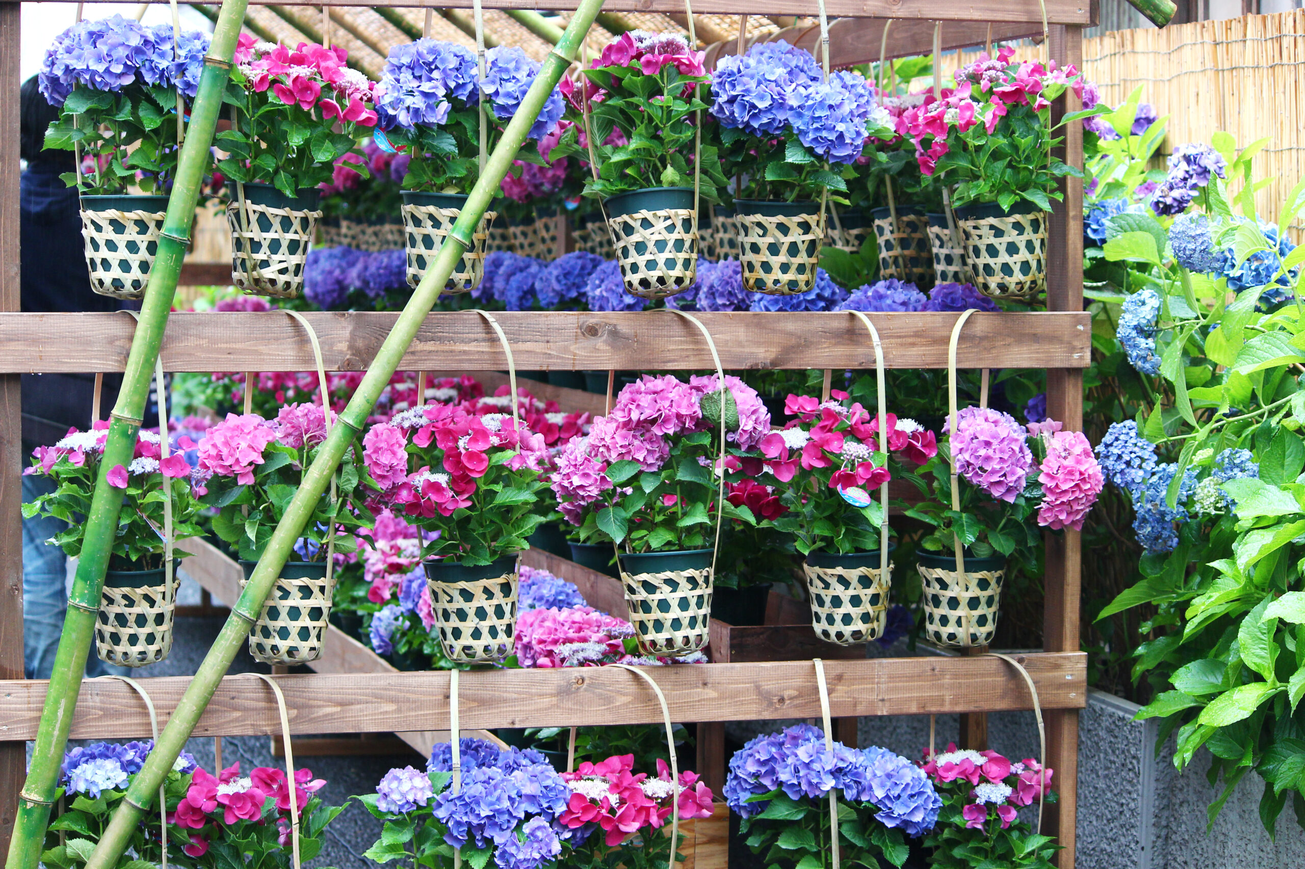 いきいき浅草あじさい祭2021！長國寺境内があじさいに包まれる。【速報レポ】