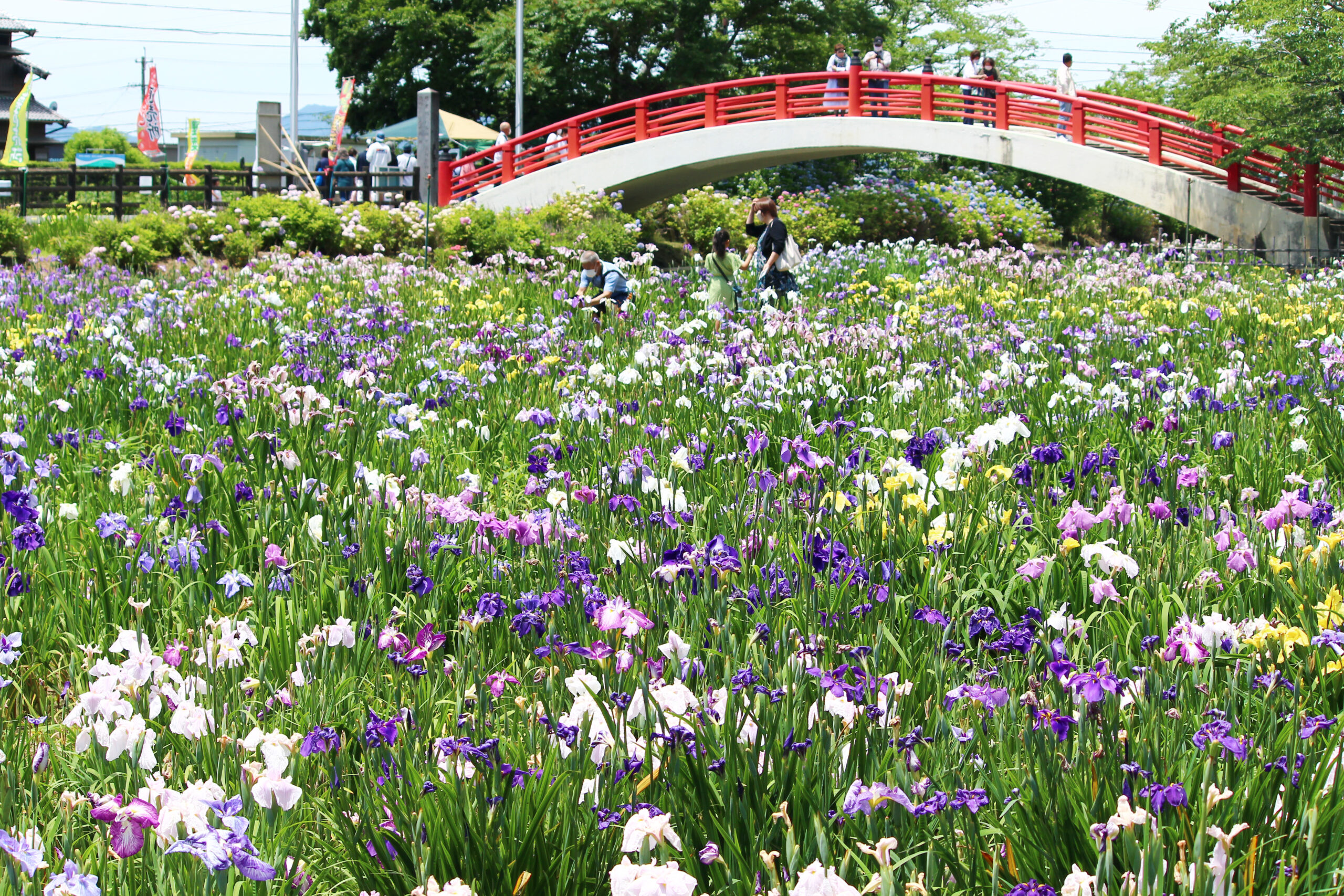 賀茂しょうぶ園花しょうぶまつり2021！300種・37000株の花が咲き広がる豊橋の祭り