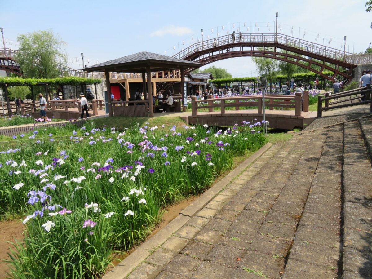 水郷潮来あやめまつりが開催中！約100万株の初夏の花の見頃時期は？