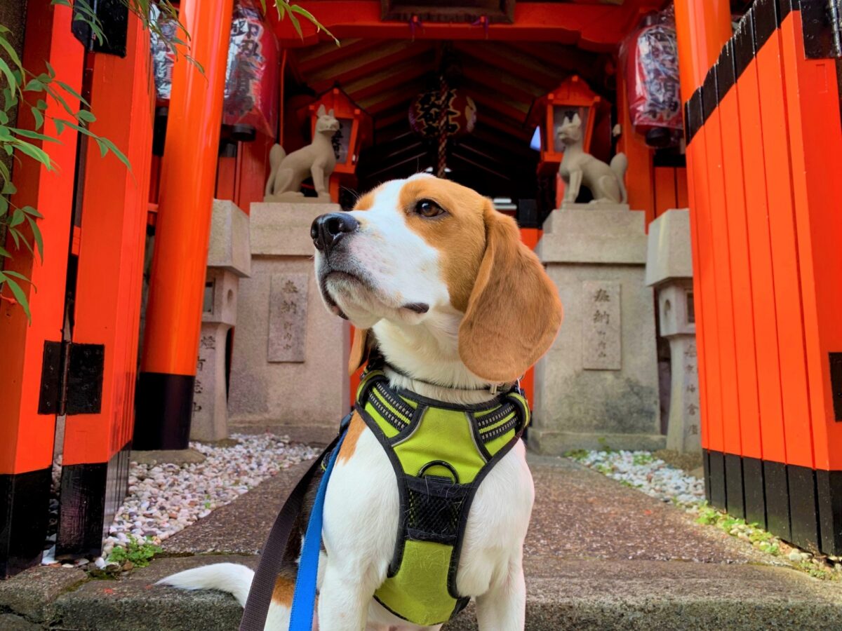 「戌の日」だけの限定も！かわいすぎる＆尊い犬の御朱印6選