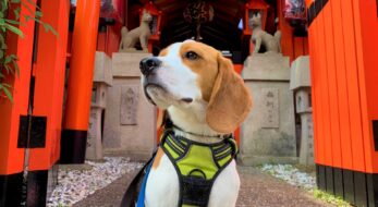 「戌の日」だけの限定も！かわいすぎる＆尊い犬の御朱印6選