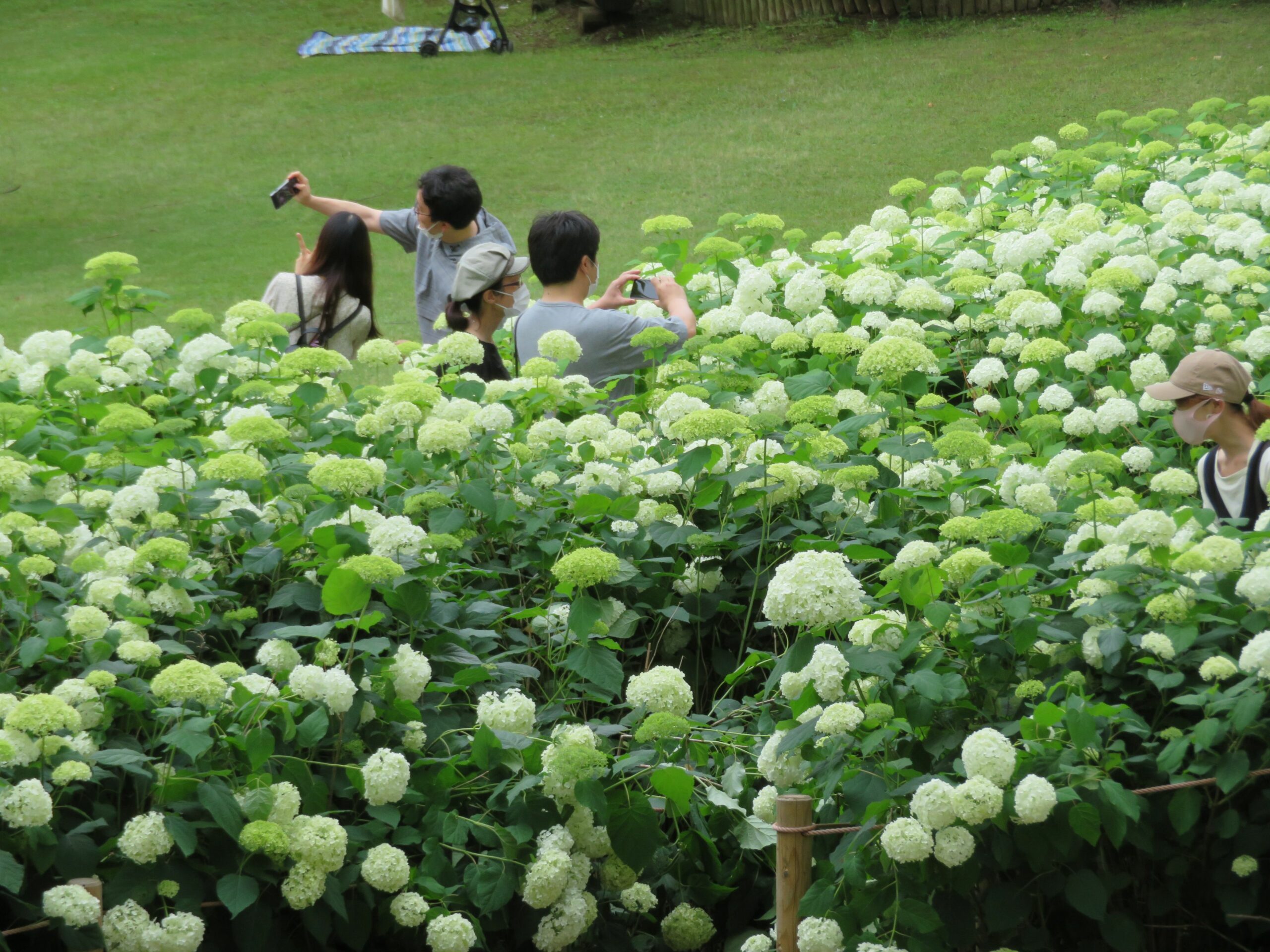 郷土の森あじさいまつりが開催中！約1万株の初夏の花は今が見頃！