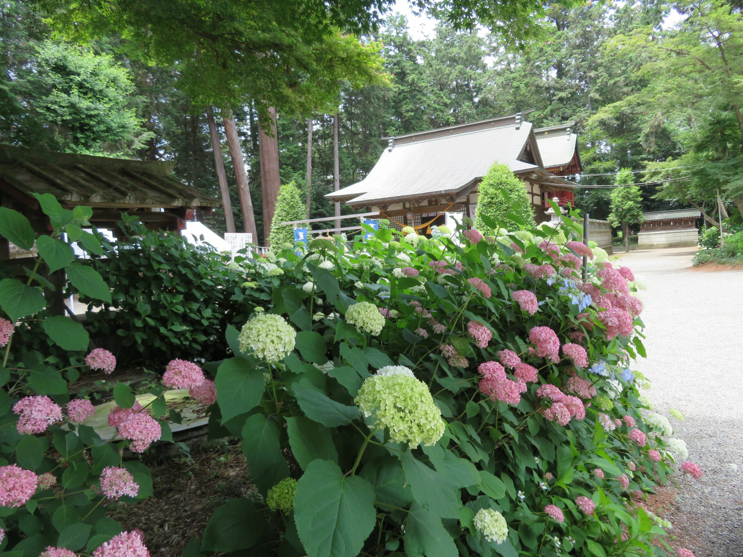 磯山神社あじさい祭りが開催される境内では約2500株のあじさいが見頃！