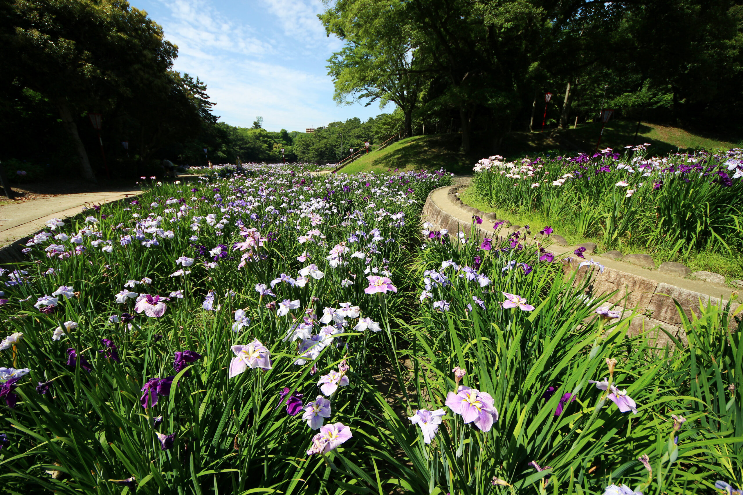 大池公園花しょうぶまつり2021！愛知・東海市で初夏を彩る128種・5000株の花