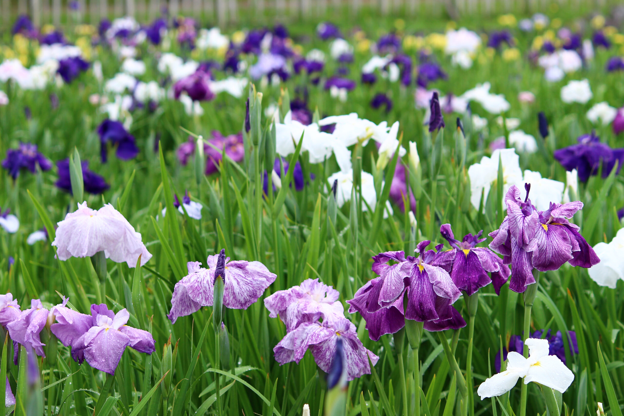 よっといで。バラとハナショウブの庄内緑地～初夏の華まつり～2021！現地情報レポ