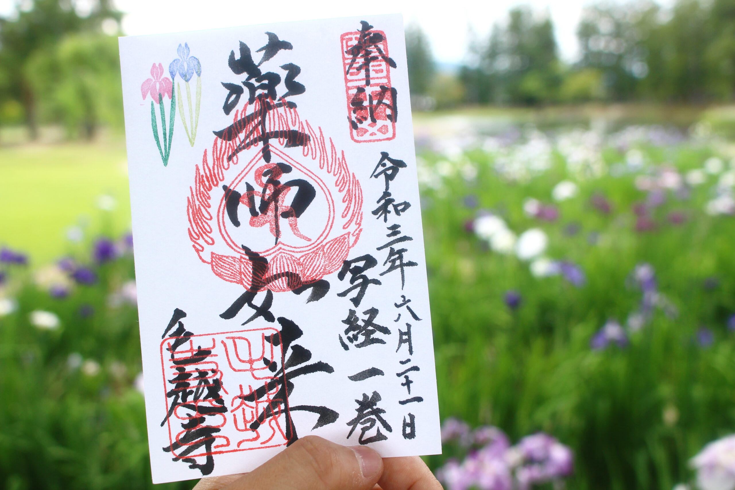 毛越寺あやめまつりで咲く、300種30000株の花菖蒲！写経体験、限定御朱印も必見
