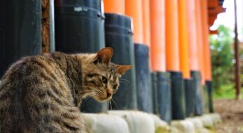 ねこ好き必見！肉球に癒されたい♪猫の御朱印5選