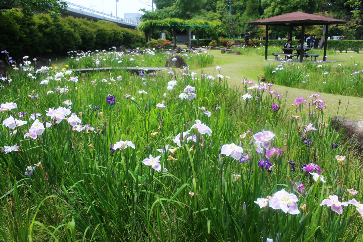 知立公園花しょうぶまつり2021！明治天皇が好んだ名品種が60種も植えられる？