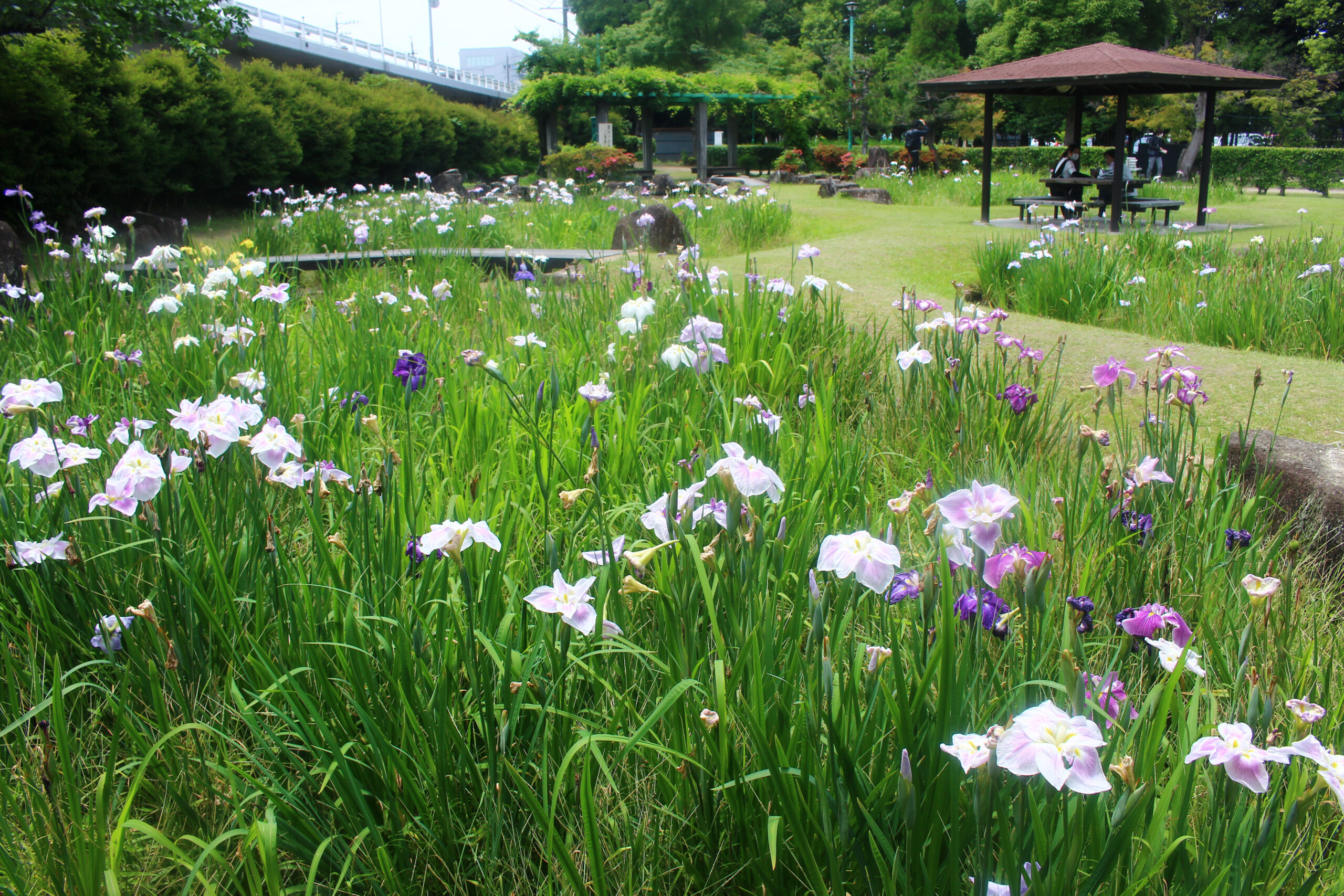 知立公園花しょうぶまつり2021！明治天皇が好んだ名品種が60種も植えられる？