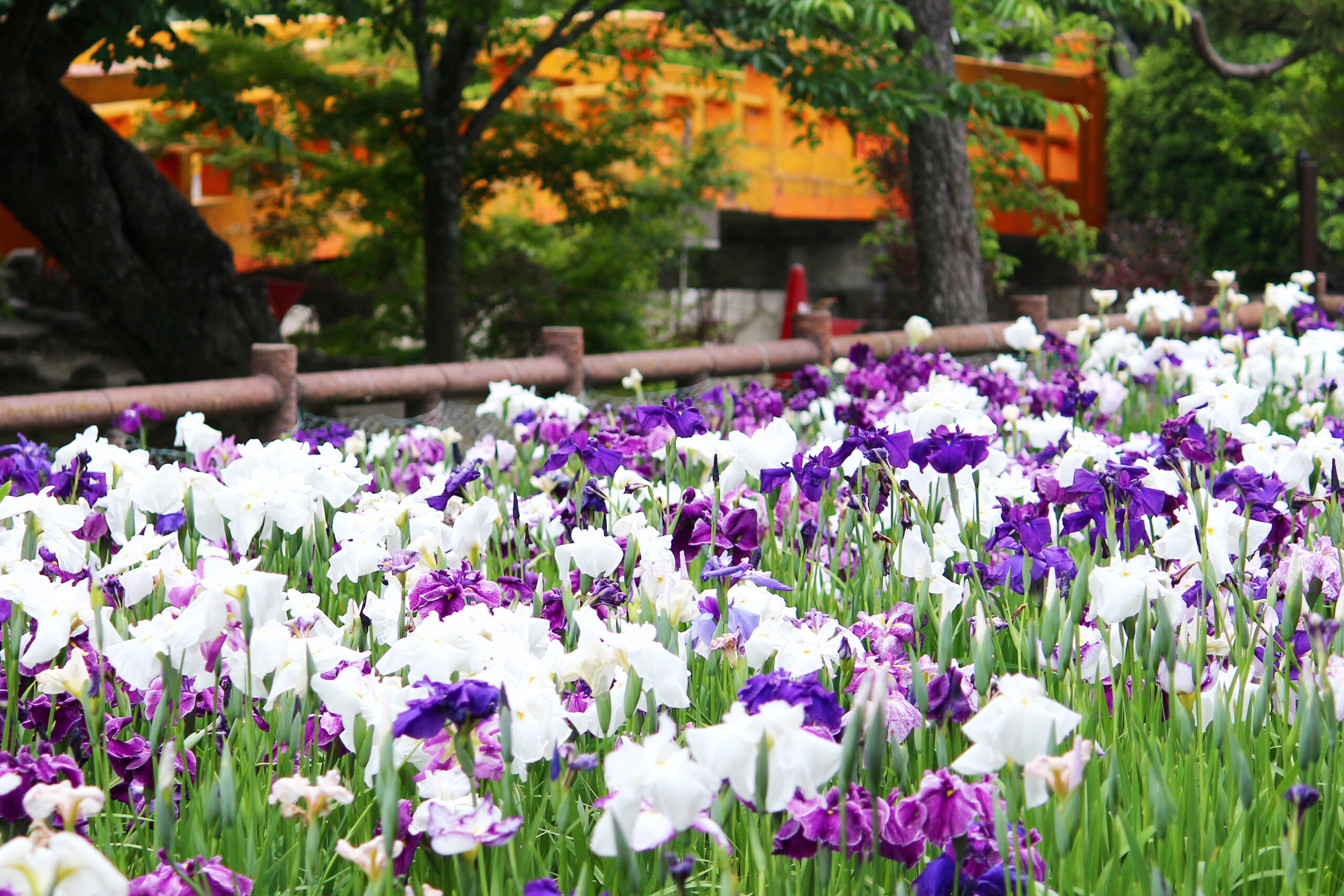 九華公園花菖蒲まつり2021！桑名城にある菖蒲園で4000株が咲き誇る。蛤も必見！