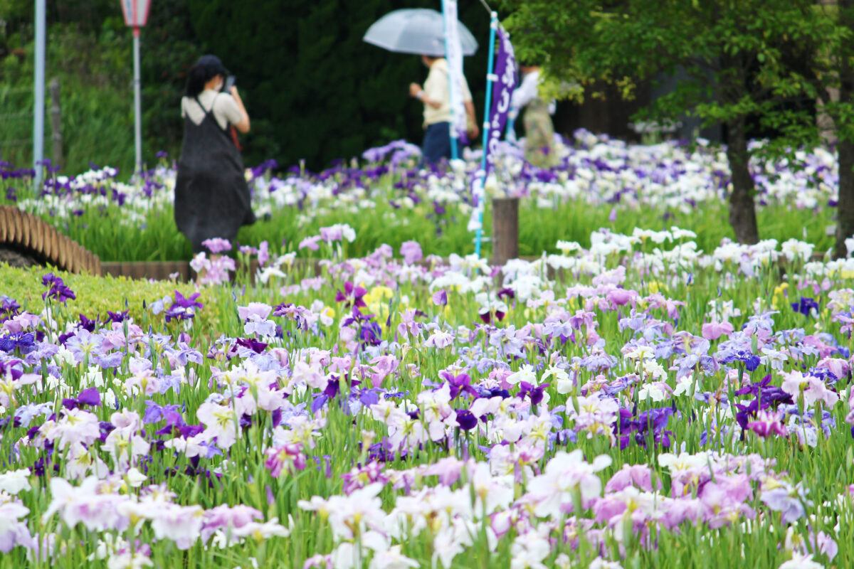 碧南市花しょうぶまつり2021！愛知県最大の自然湖沼「油ヶ渕」に咲き誇る花