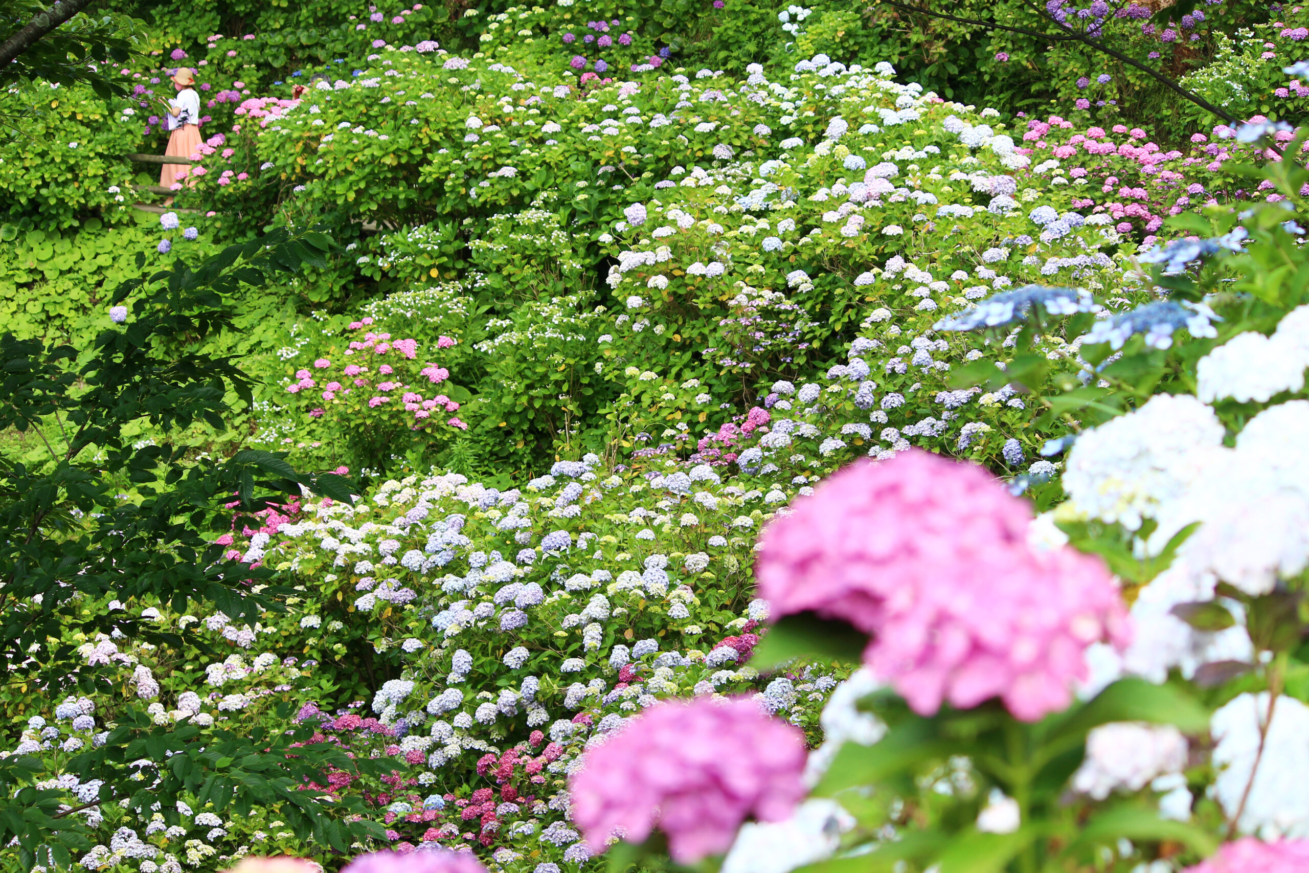 あじさい祭（下田）2021開催中！15万株・300万輪が咲き誇る。金目鯛も時期！