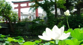 珍しい紅蓮華も！心が洗われる蓮の花の御朱印5選