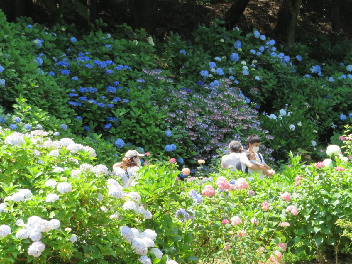 大宝八幡宮あじさい祭りが開催中！神苑を彩る約300種・4,000株の初夏の花