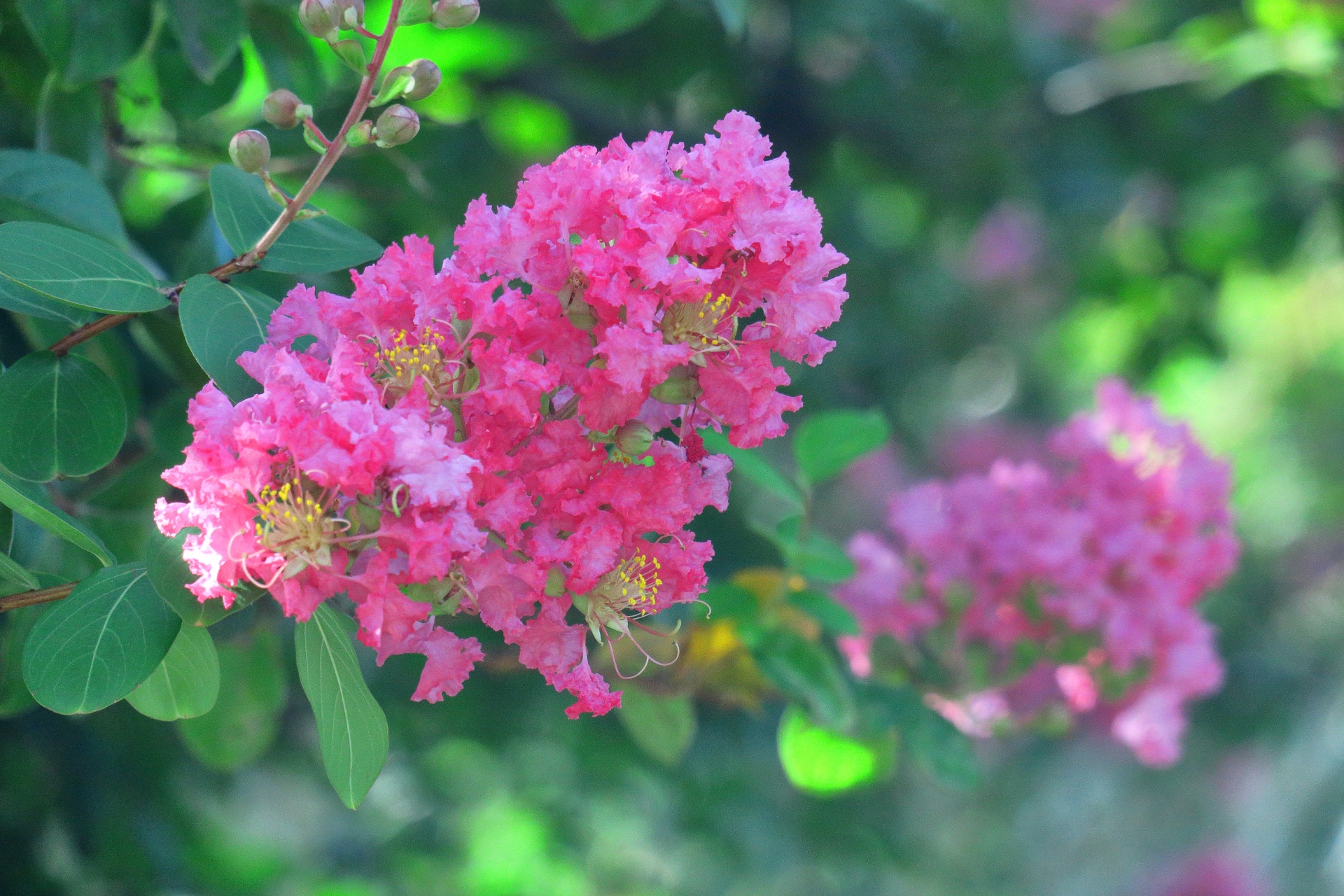百日紅って読める？華やかな花が描かれた御朱印5選