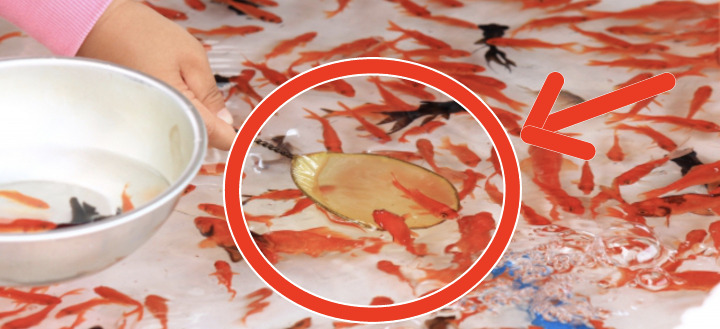 金魚すくいのあの道具の名称は●●！ みんな知ってた!?＜お祭り脳トレ＞