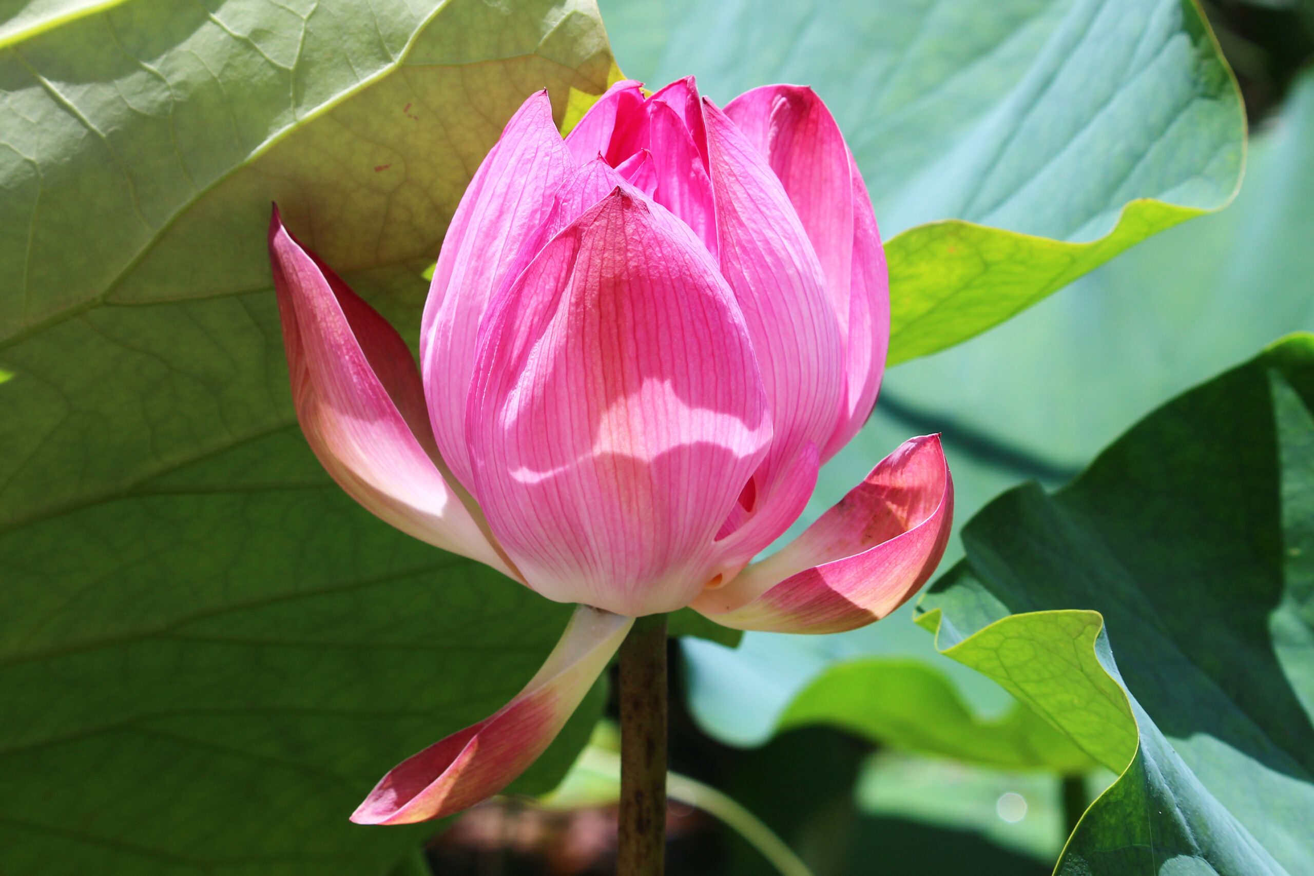 夏の城沼花ハスまつり！遊覧船で目の前に迫る花ハスを楽しめる、館林の祭り