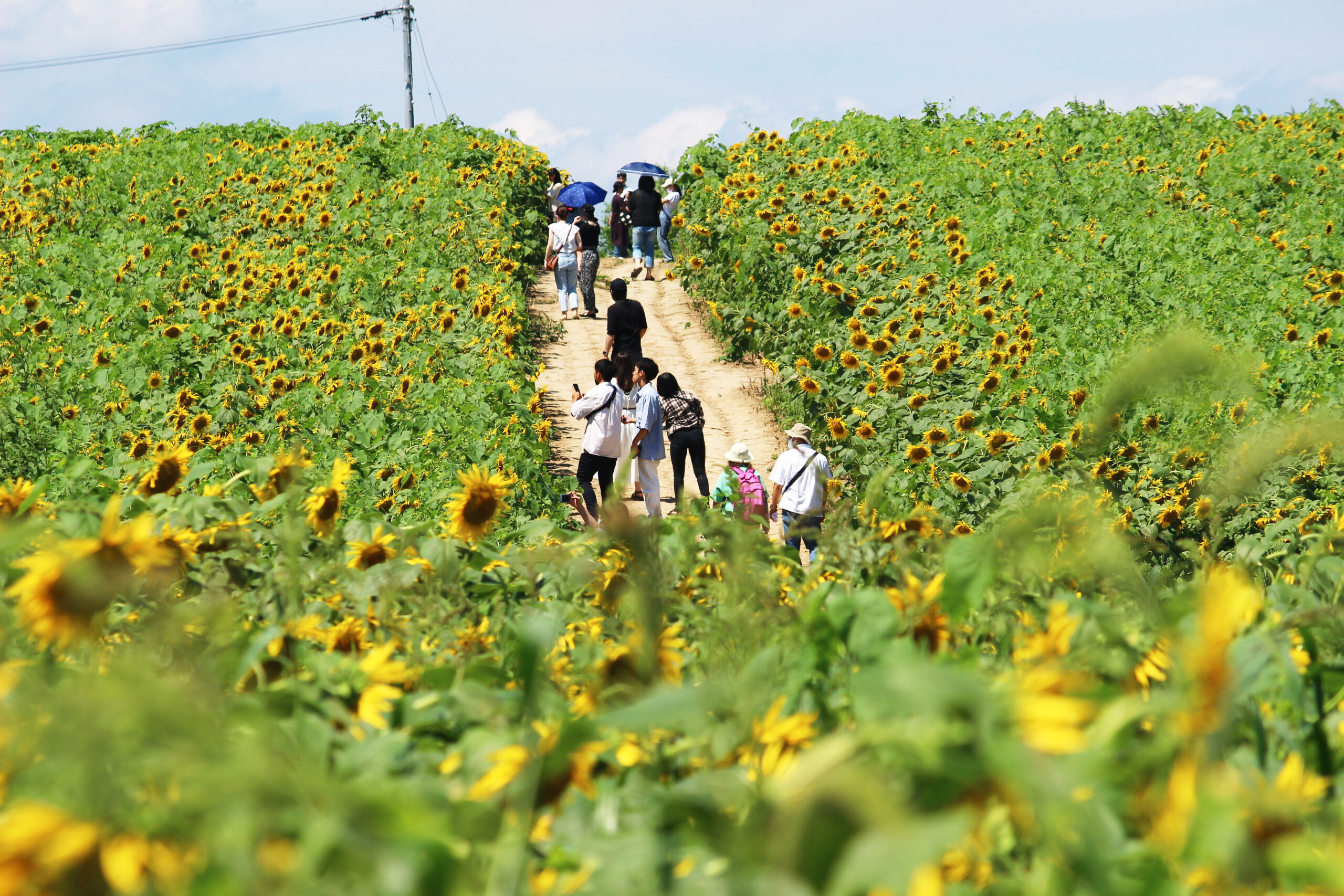 ひまわりまつり（大崎市）2021！6haの丘が黄色の世界に。42万本もの花が咲く！