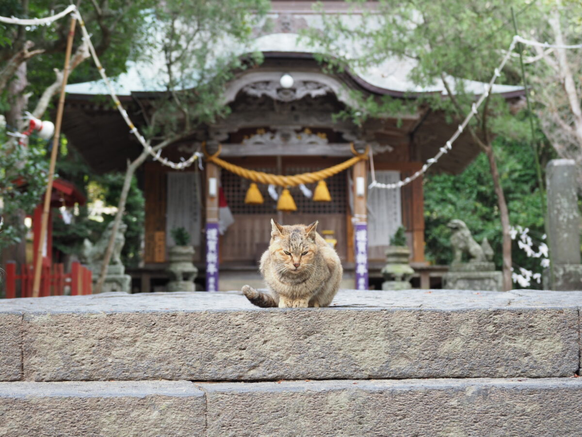 「猫返し神社」の別名を持つ阿豆佐味天神社とは？迷い猫が帰ってくる？