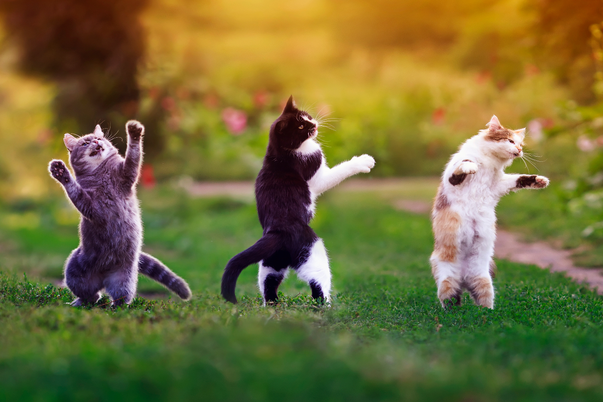 夏の夜の猫ハロウィン！？猫メイクで踊りまくる静岡の奇祭ってニャンだ？