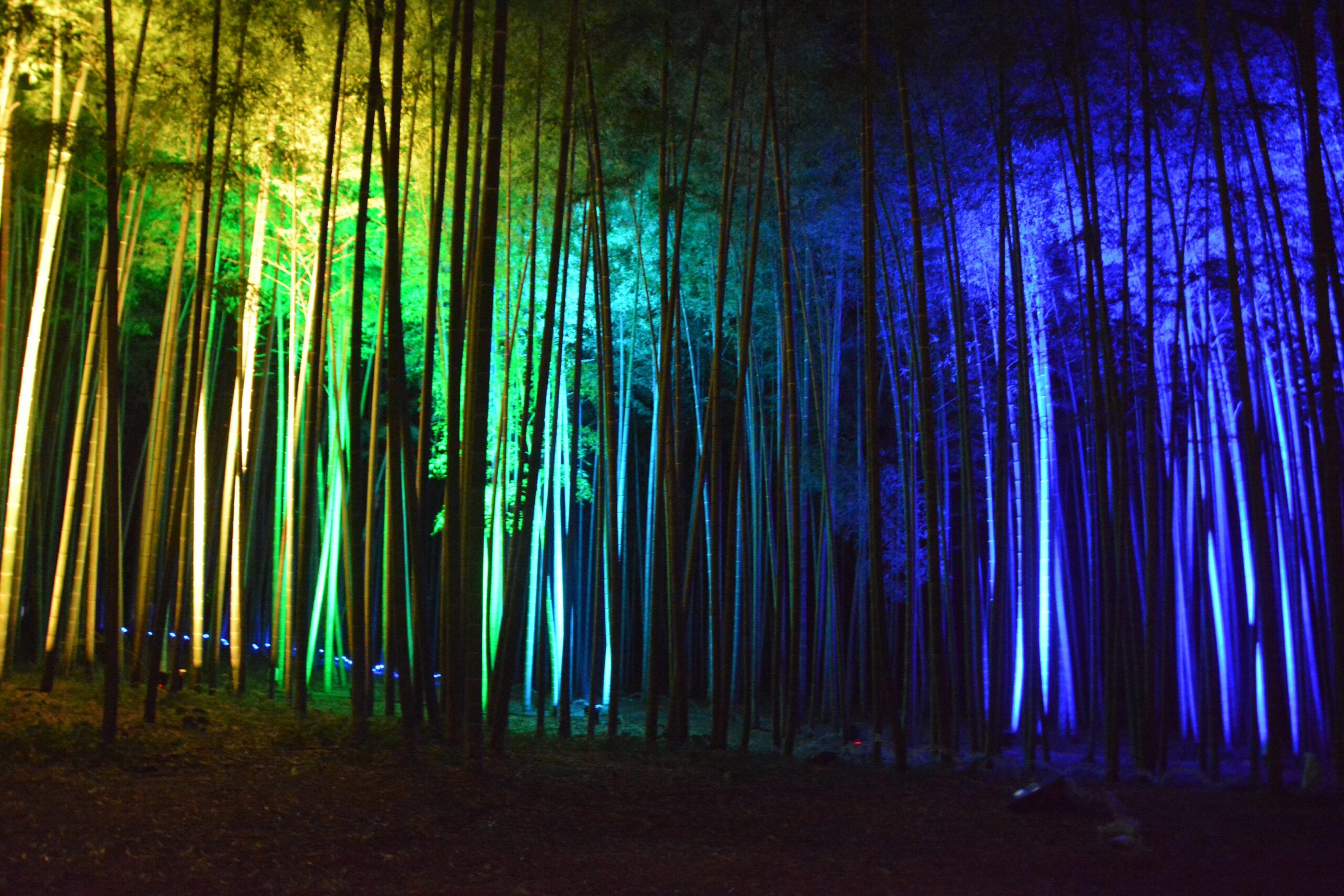 Bamboo Summer Nightsが開催中！幻想的に輝く孟宗竹