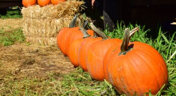 今日から楽しめる！東京で開催中のおすすめハロウィンイベント5選〈2021年版〉