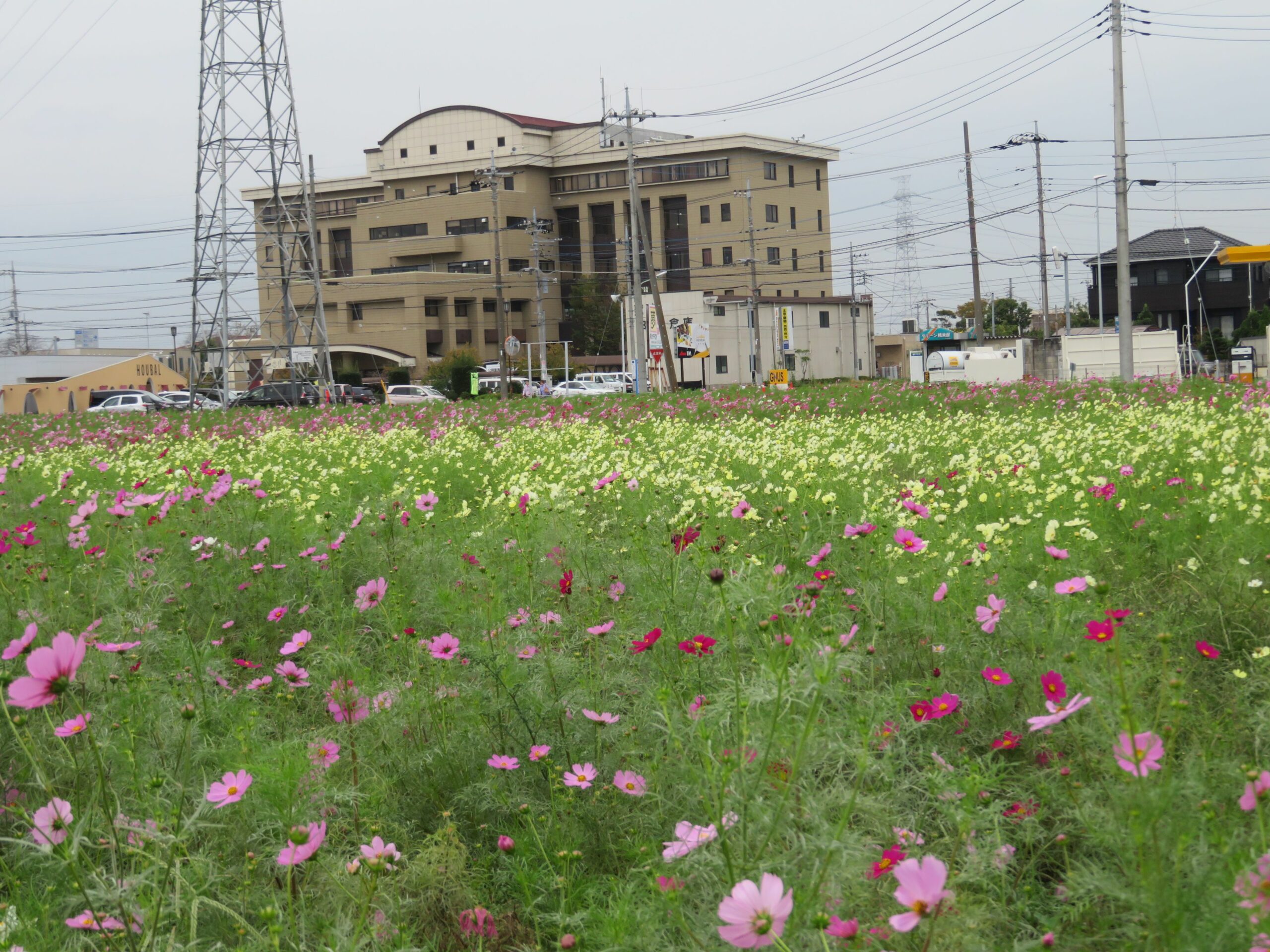 わしのみやコスモスフェスタ、久喜市を流れる葛西用水路を切れ目なく彩る秋の花