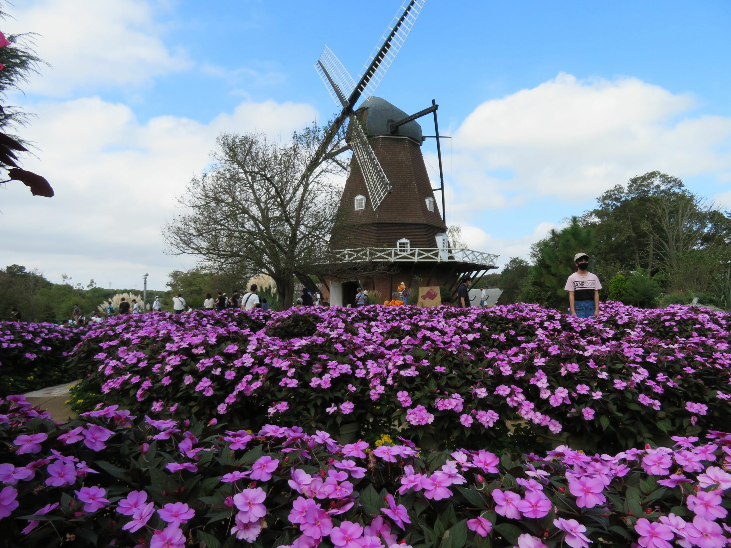 ふなばしアンデルセン公園コスモスまつりが開催中！風車やメルヘンの丘の秋化粧