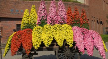神代植物公園菊花大会が開催！豊かな表情に仕立てられる個性的な菊