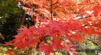 見ごろ目前の関東近郊の紅葉！2022年はイベントあり？人気スポット14選＜南関東＆山梨・静岡編＞