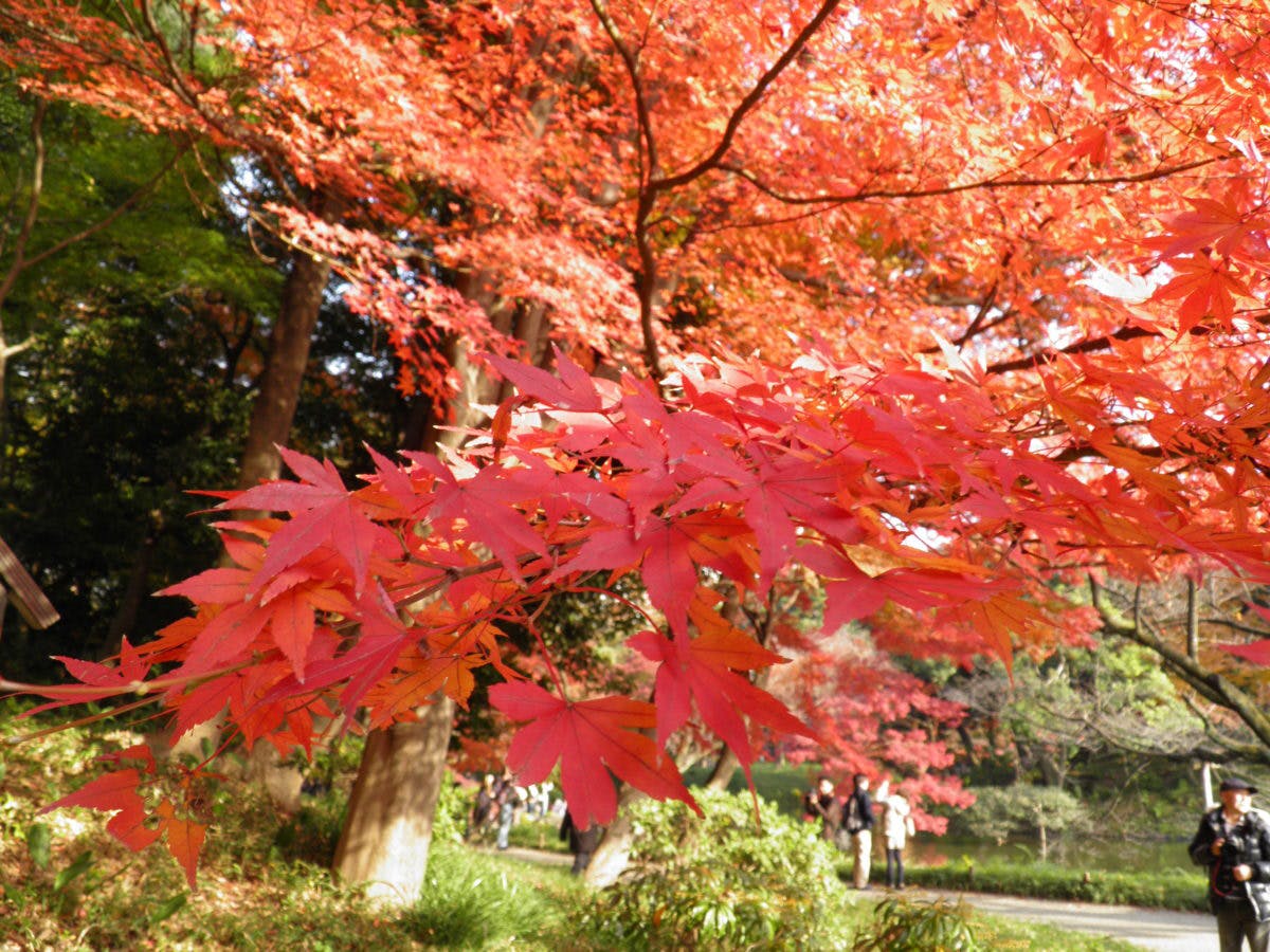 見ごろ目前の関東近郊の紅葉！2022年はイベントあり？人気スポット14選＜南関東＆山梨・静岡編＞