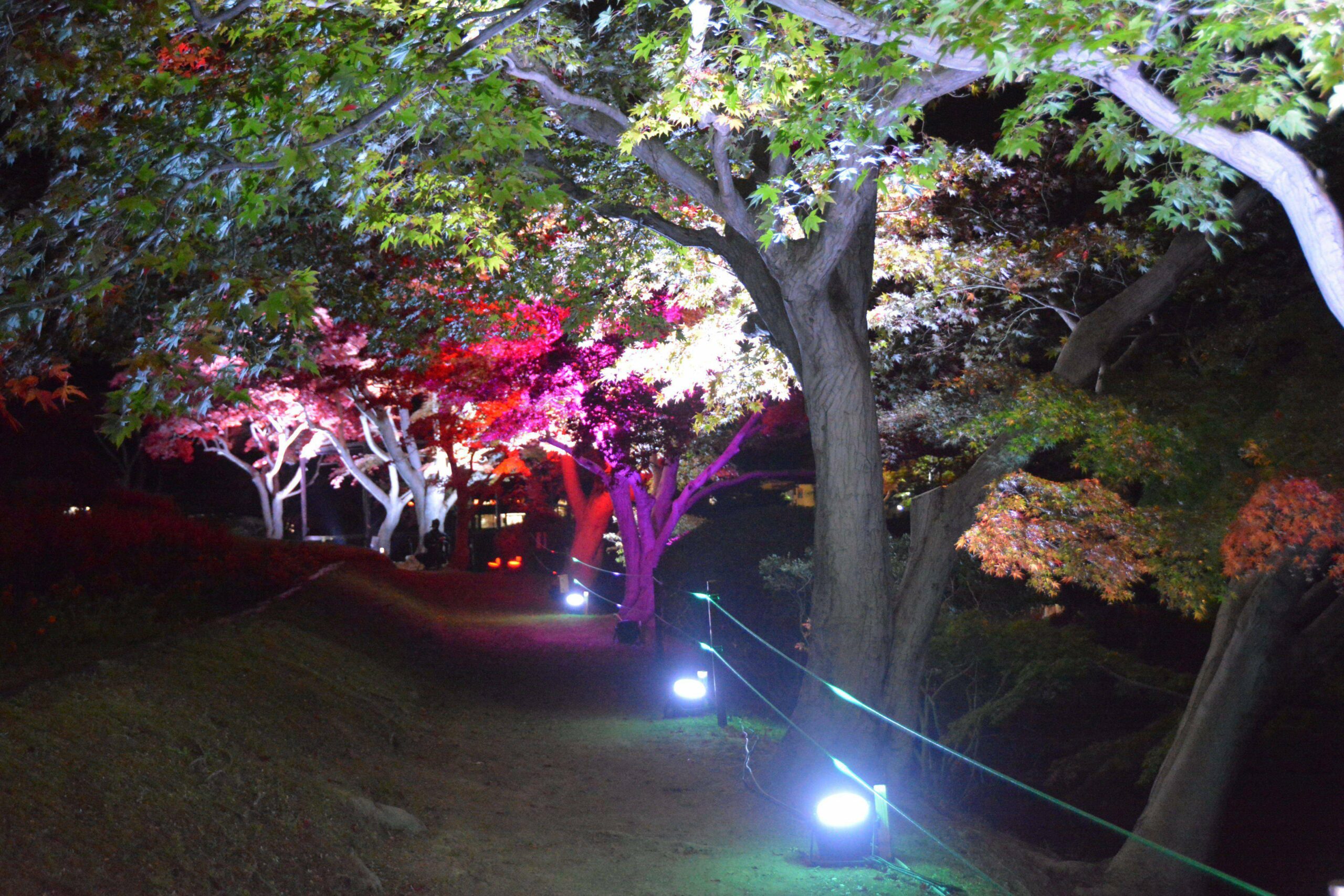 蛇の鼻もみじ祭りが開催中！夜間のライトアップや菊花展も