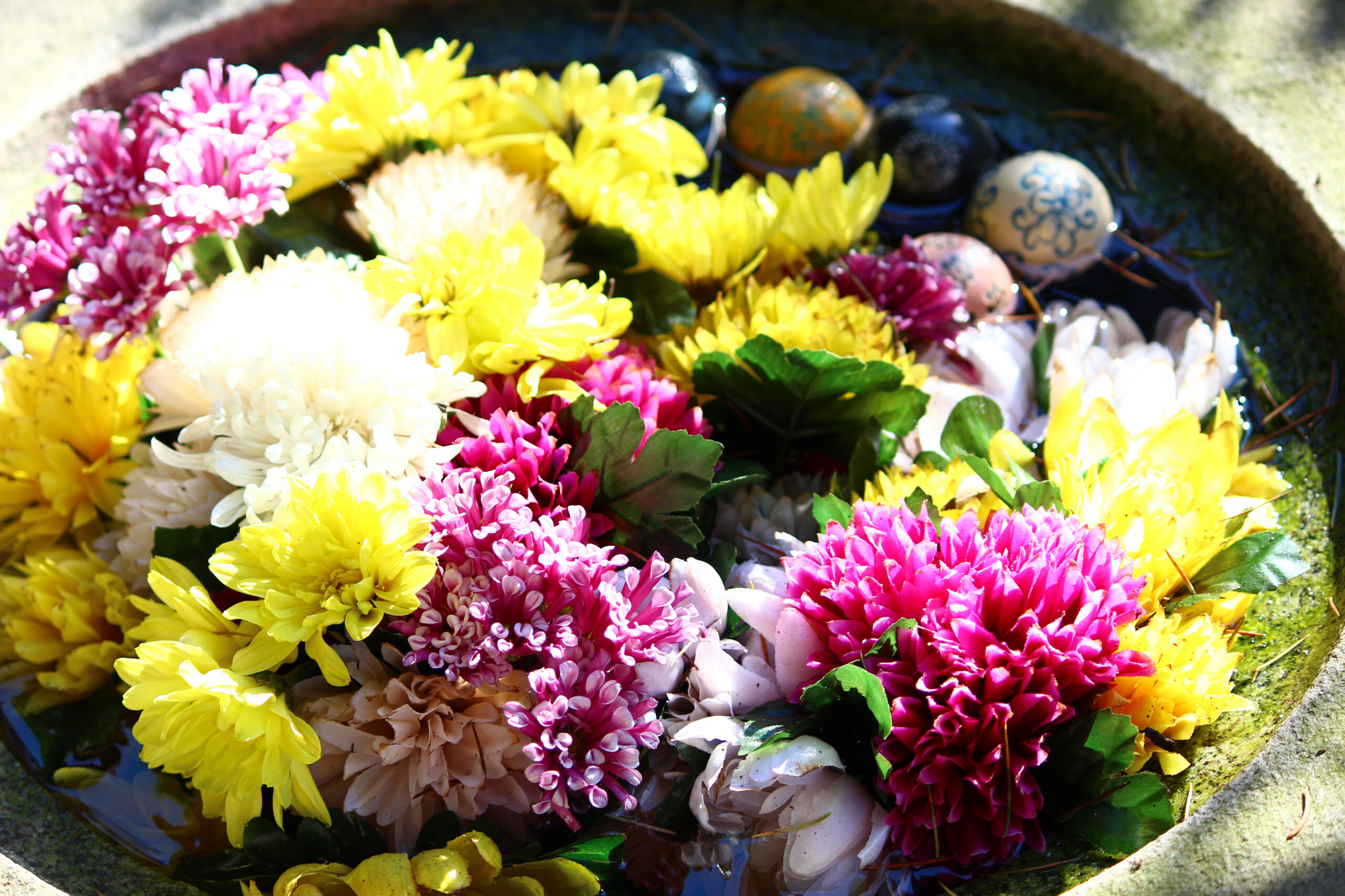 下妻市菊まつり2021開催中！関東最古の八幡様を彩る秋の花。名物グルメも紹介