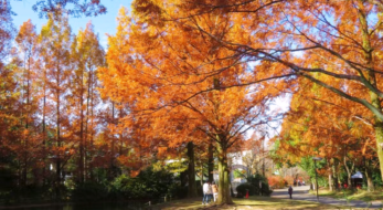 いよいよ紅葉が見頃に！2022年はイベントあり？人気スポット6選＜西日本編＞