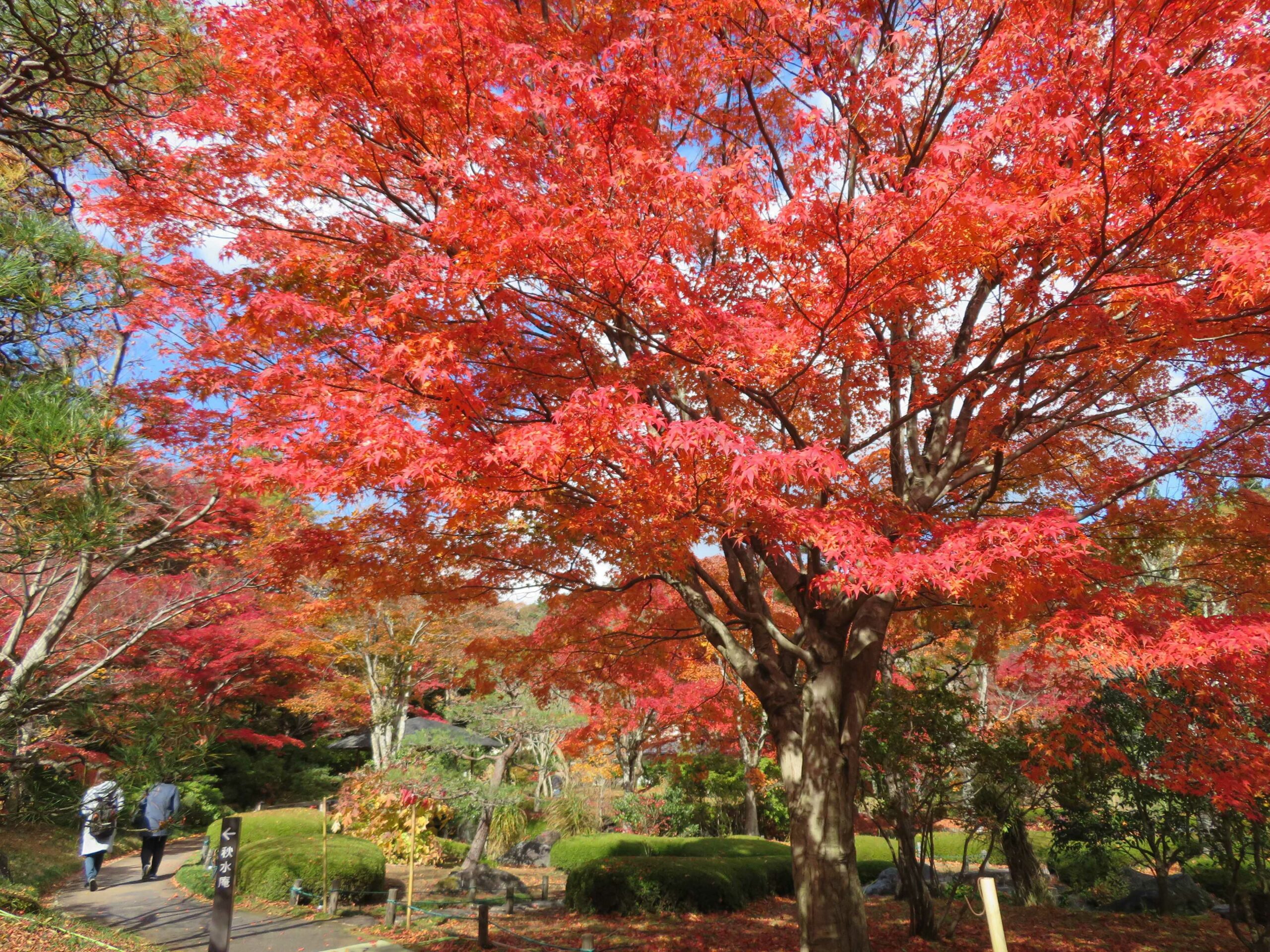南湖公園・紅葉まつりが開催！夜間のライトアップが行われる東岸の翠楽苑