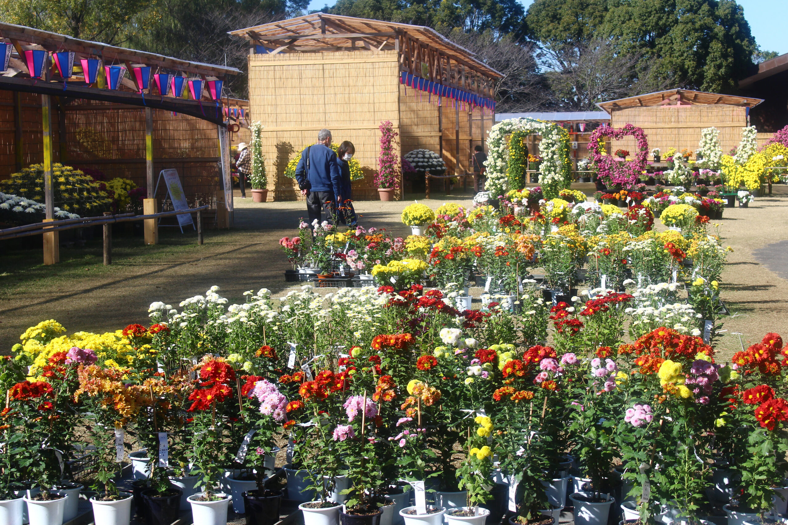 古河菊まつり2021レポ！1800鉢の花が彩り、菊の五重塔や富士山、筑波山が登場