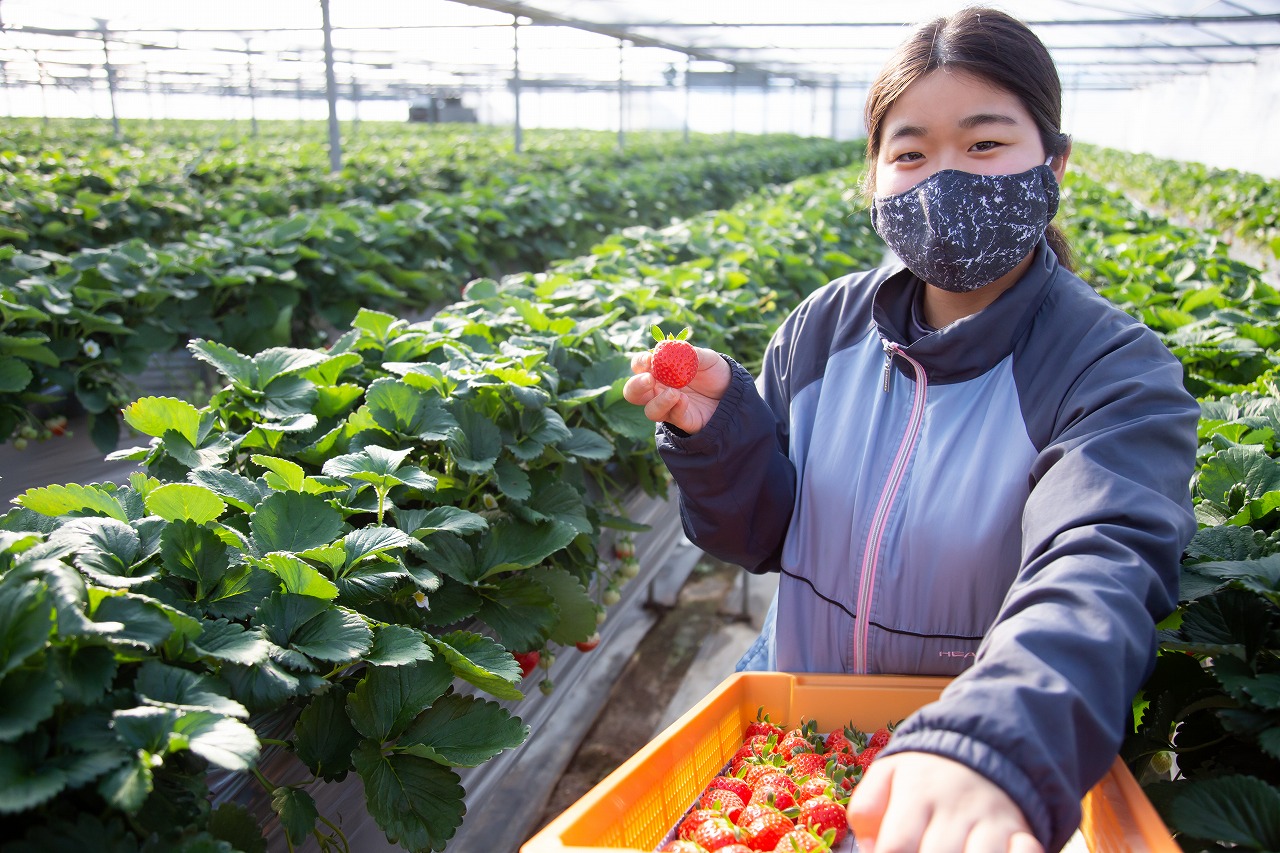 ＜綾川PROJECT＞うどんだけじゃない！香川県産苺「さぬきひめ」を栽培する農園のこだわり