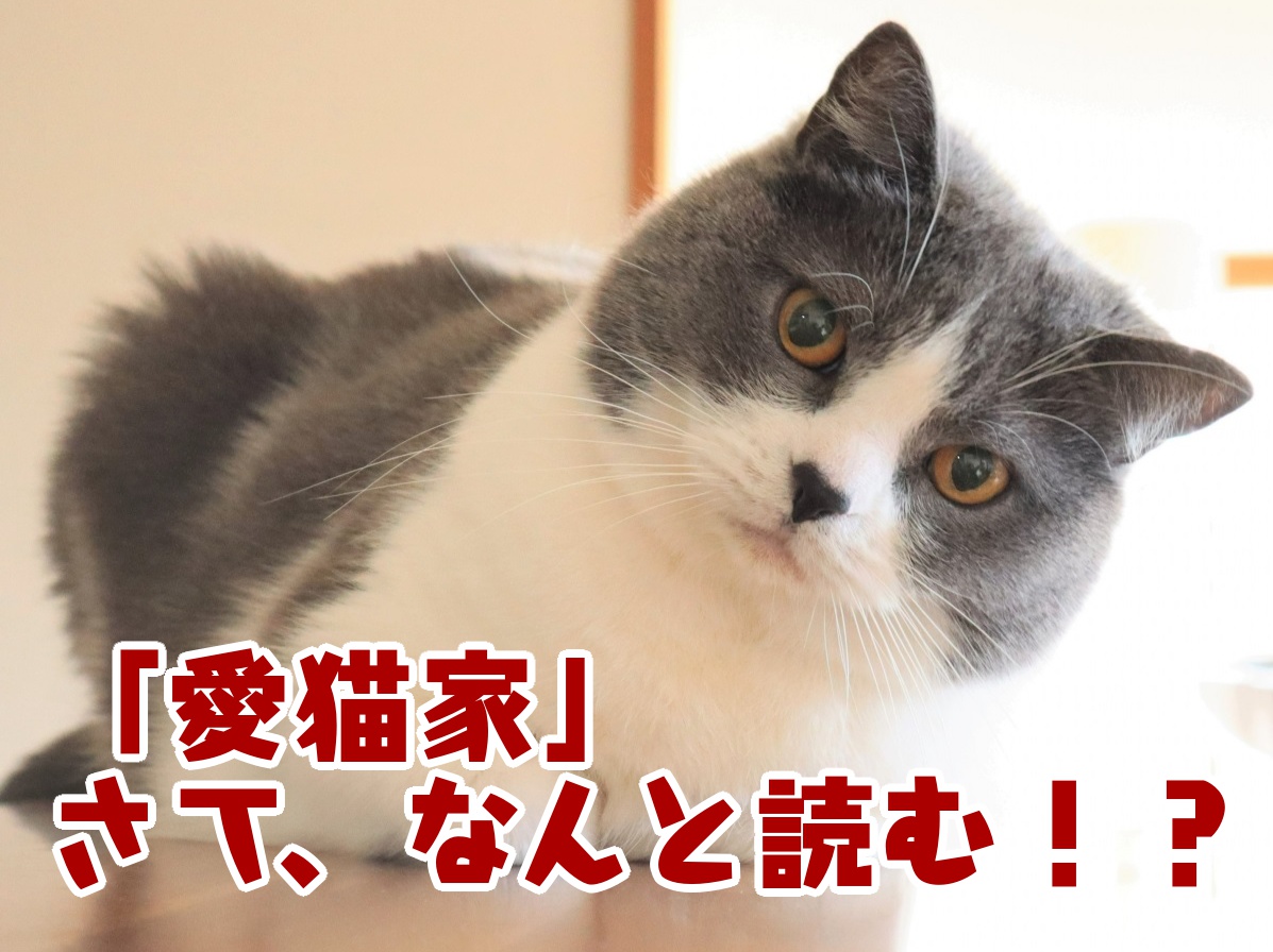 ＜難読クイズ＞「愛猫家」さて、なんと読む!? 「あいねこ」じゃないよ