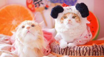 猫のお祭りは2月22日だけじゃない！？実はこんなにある日本の「猫まつり」10選