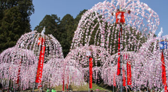 南山王祭「ホイノボリ」近江・日野の青空に映えるしだれ桜のようなピンクの幟