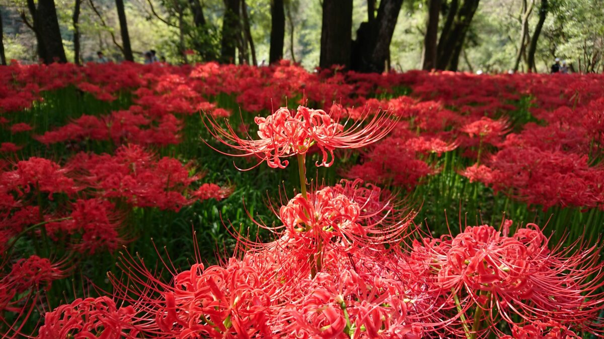 500万本の曼珠沙華が咲き誇る！埼玉県日高市、巾着田の楽しみ方とは？