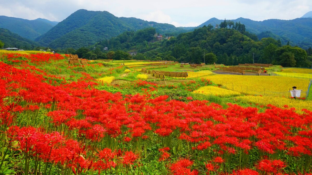 全季節フォトジェニック！都心からすぐ行ける日本の原風景・寺坂棚田の四季を歩こう