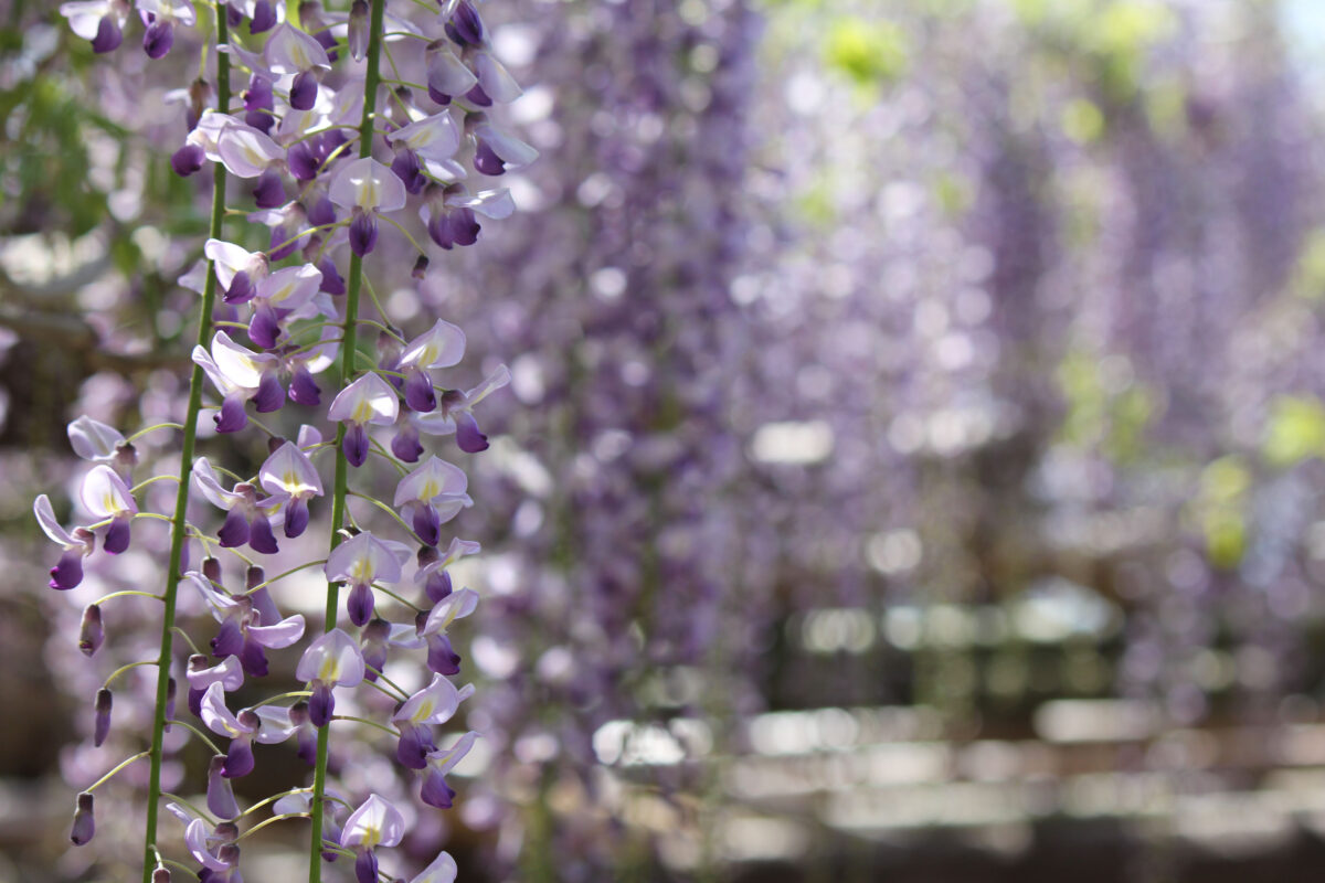 【急いで！】世界も認めた美しさ！埼玉・春日部の「牛島の藤」2023は今がまさに見頃！